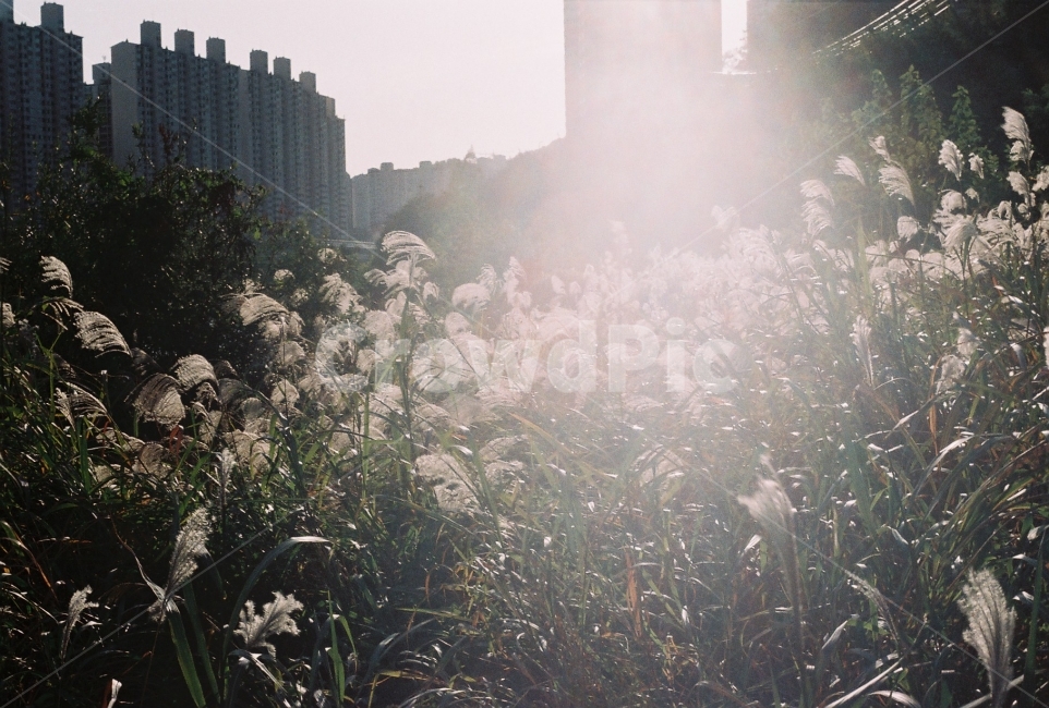 억새,가을하늘,가을,감성사진,필름사진,NikonEM,가을,계절,fall,autumn,season,식물,자연,plants,nature,휴식,힐링,rest,relaxation,healing,light,빛,flare,플레어