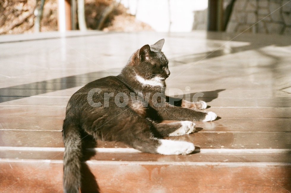 고양이,필름사진,햇살,나른함,오전,여유,아침,동물,animal,포유류,mammal,고양이,cat,kitten,kitty,휴식,힐링,rest,relaxation,healing