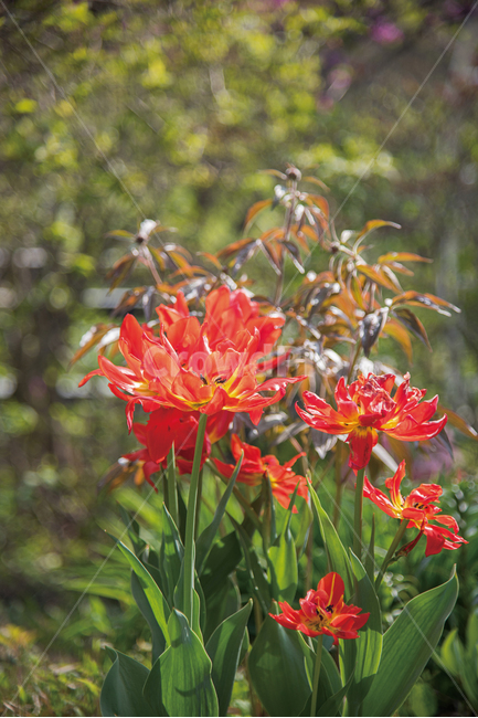 봄,봄꽃,꽃,식물,꽃밭,정원,가든,가드닝,spring,flower,식물,자연,plants,nature,꽃,flower