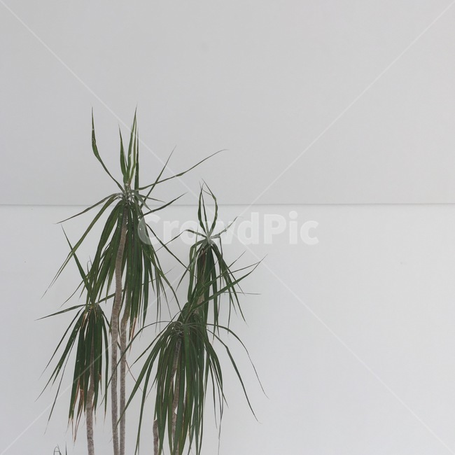 식물,감성,초록,심플,plant