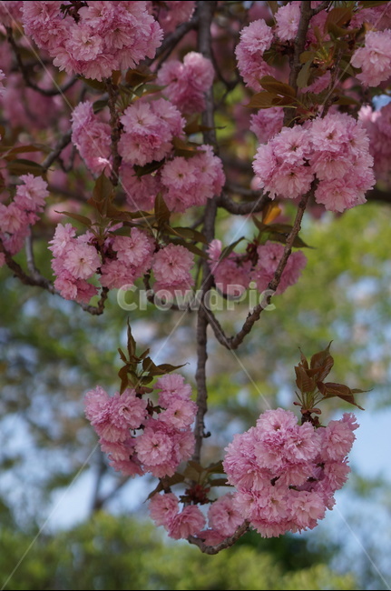 왕벚꽃,겹벚꽃,봄,풍경,핑크,나무,봄,계절,spring,season,식물,자연,plants,nature,꽃,flower,plant,blossom,cherry blossom,벚꽃