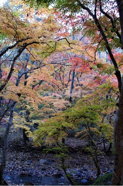 가을,단풍,나무,자연,식물,풍경,자연풍경,감성,autumn,nature,season,계절,emotion,trees,낙엽,가을,계절,fall,autumn,season,tree,plant,tree trunk,나무 줄기