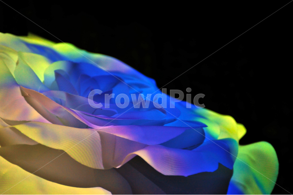 꽃,조명,led,장미,색감,꽃,flower,누끼,remove background