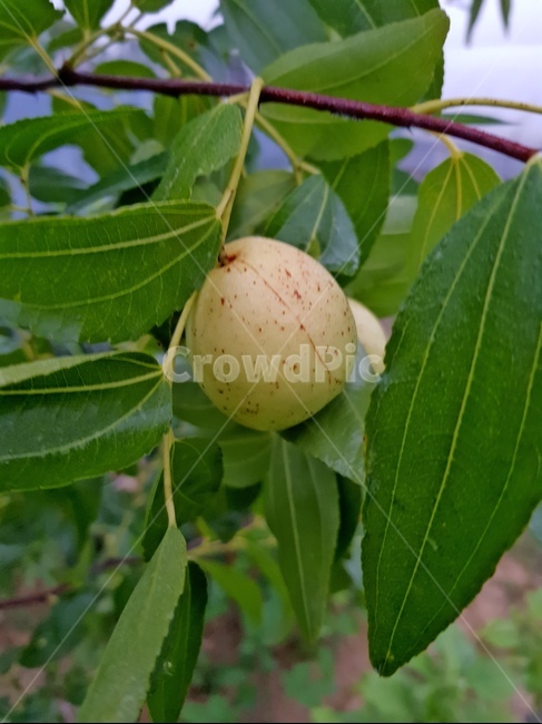 plant,식물,food,식품,leaf,잎,가을,대추,과일,열매,fruit