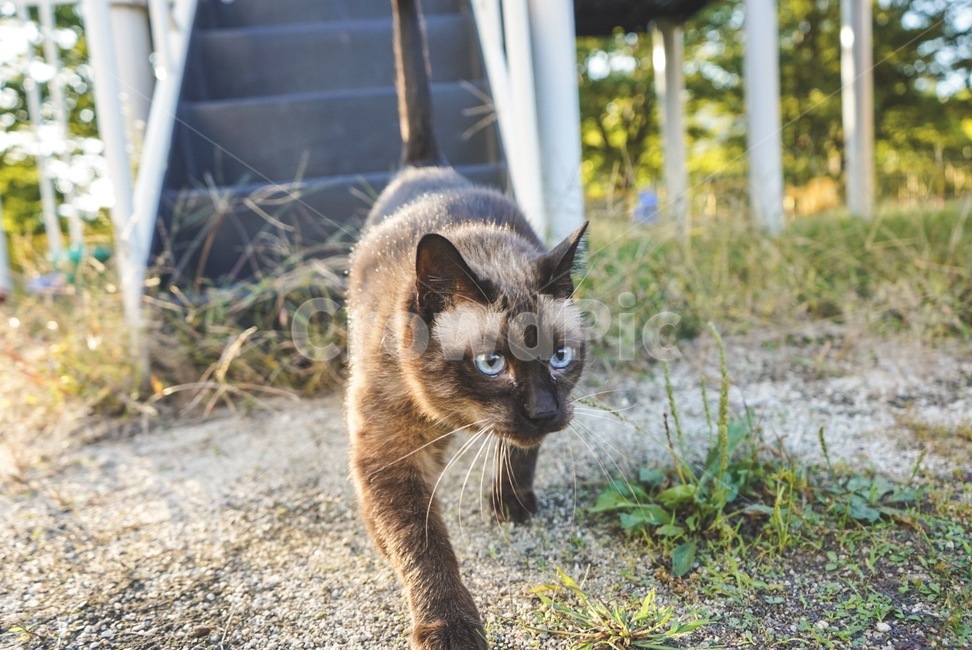 고양이,샴,샴고양이,siam,cat,동물,animal,포유류,mammal,고양이,cat,kitten,kitty