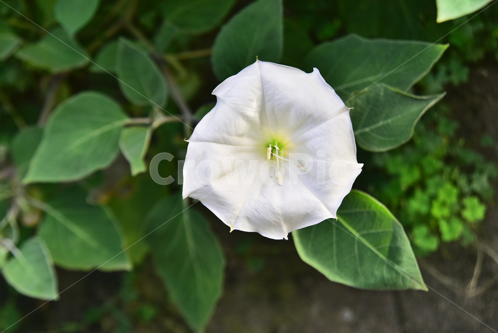 꽃,야생화,흰독말풀,귀화식물,외래식물,독초,하얀꽃,흰색,화이트,플라워,flowers,white,그린,초록색,plant,flower,blossom,식물,개화,아름다움,식물,자연,plants,nature,꽃,flower