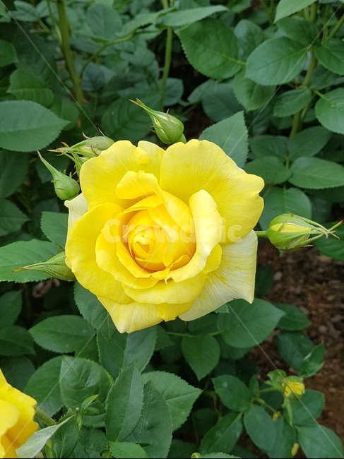 장미,장미축제,로즈데이,꽃다발,꽃송이,rose,love,장미공원,장미꽃,자연,사랑,장미향,장미무늬