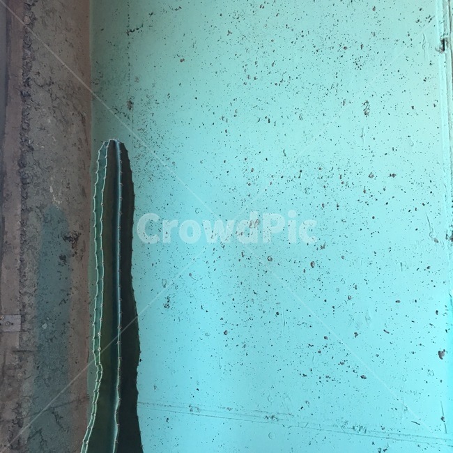 선인장,나무,식물,인테리어,민트색,tree,cactus