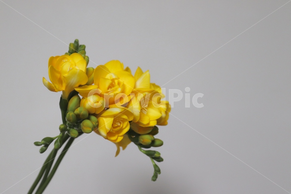 꽃,프리지아,후리지아,freesia,노란꽃,flower,꽃부케,flowerbouquet,꽃꽂이