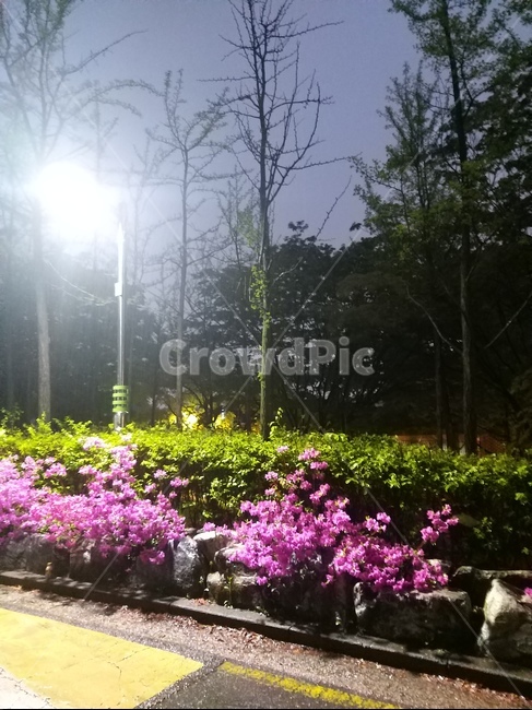 저녁,가로등,꽃,나무,풍경