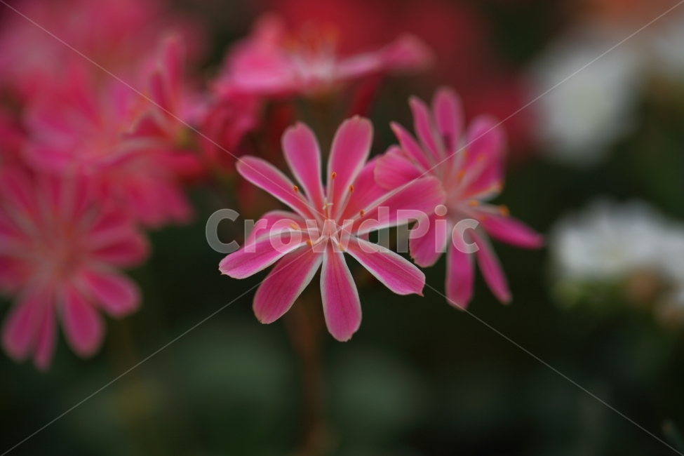 레위시아,꽃,자연,풍경,접사,식물,자연,plants,nature,꽃,flower