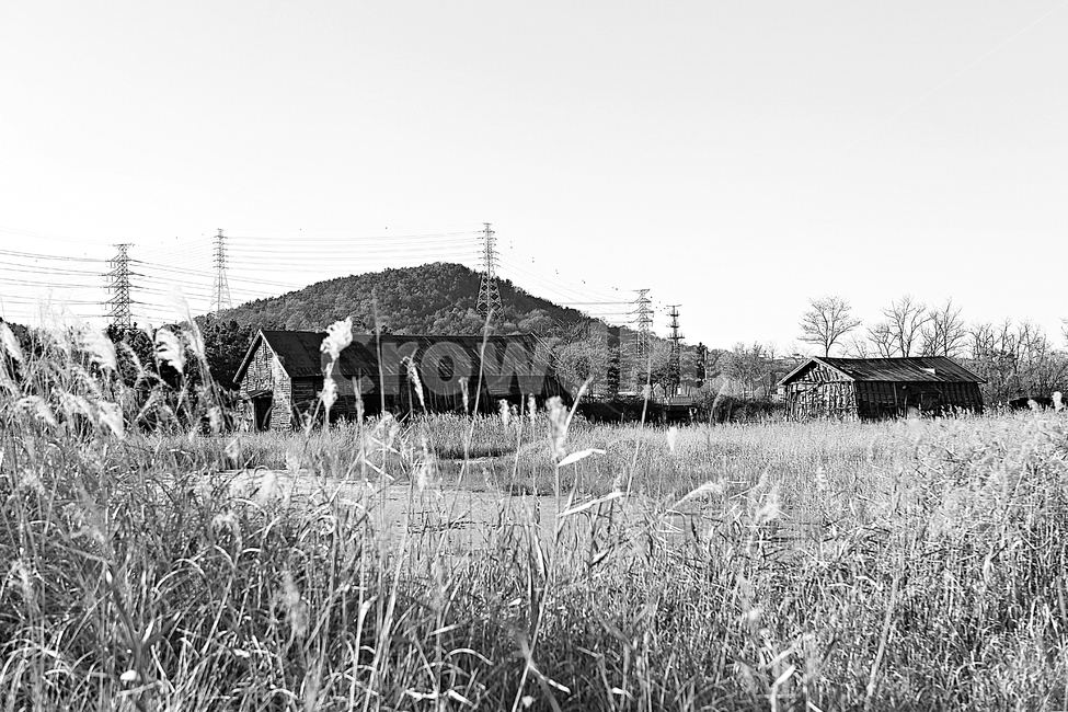 소래습지생태공원,소금창고,갈대,억새,공원,생태공원,식물,자연,풍경,양념,먹거리,식재료,가을,흑백,모노톤,monochrome,black and white