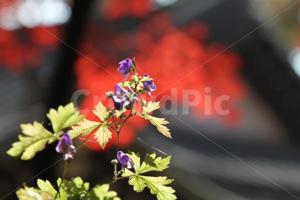 투구꽃,꽃,야생화,가을꽃,식물,자연,식물,자연,plants,nature,꽃,flower