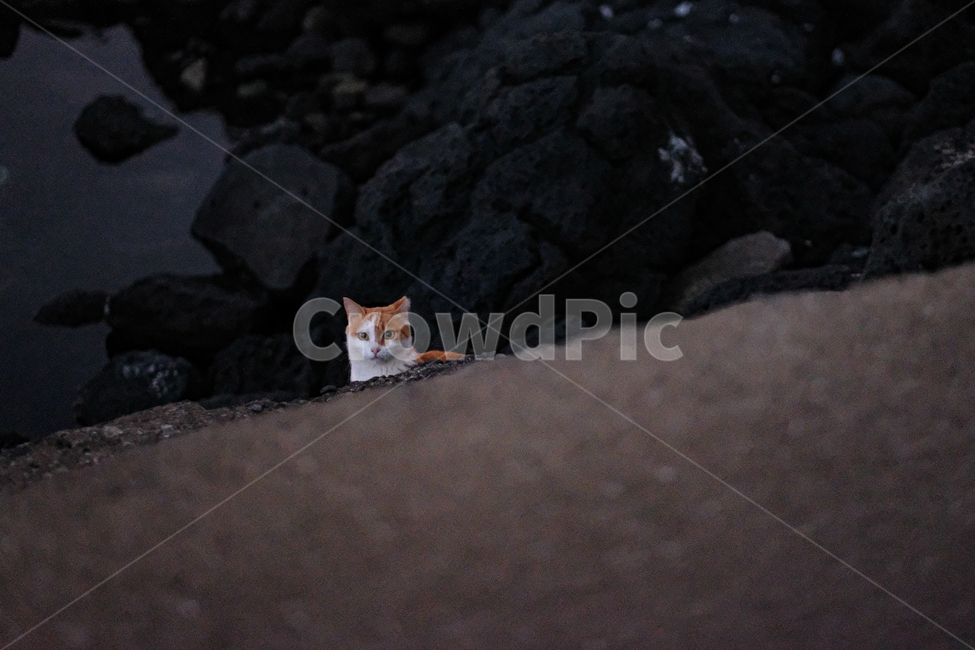 고양이,동물,길고양이,코리안숏헤어,코숏,냐옹이,길거리,straycat,koreanshorthair,kitty,street,animal,밤고양이,동물,animal,포유류,mammal,고양이,cat,kitten,kitty