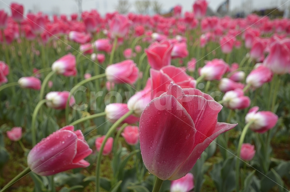 튤립,이슬,느낌,디자인,사진,꽃,식물,자연,plants,nature,꽃,flower