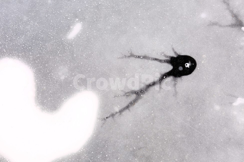 얼음,상상력,외계인,동화,동화삽화,ice,imagine,imagination,alien,자연현상,신기함,자연의신비,겨울,계절,winter,season