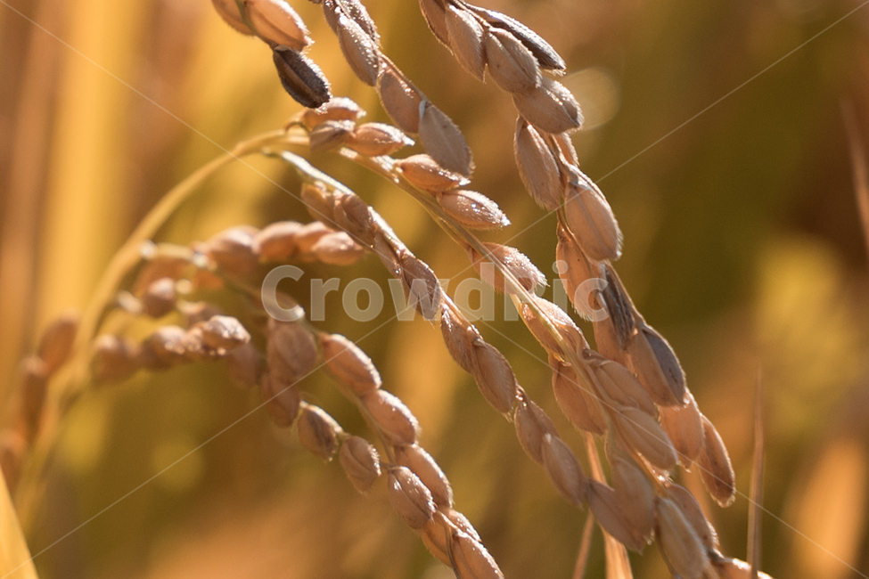 가을,벼,수확,농촌,농업,감성,풍경,자연,곡류,곡식,cereals,산업,industry,industrial,농업,농사,agriculture,farming,farming industry