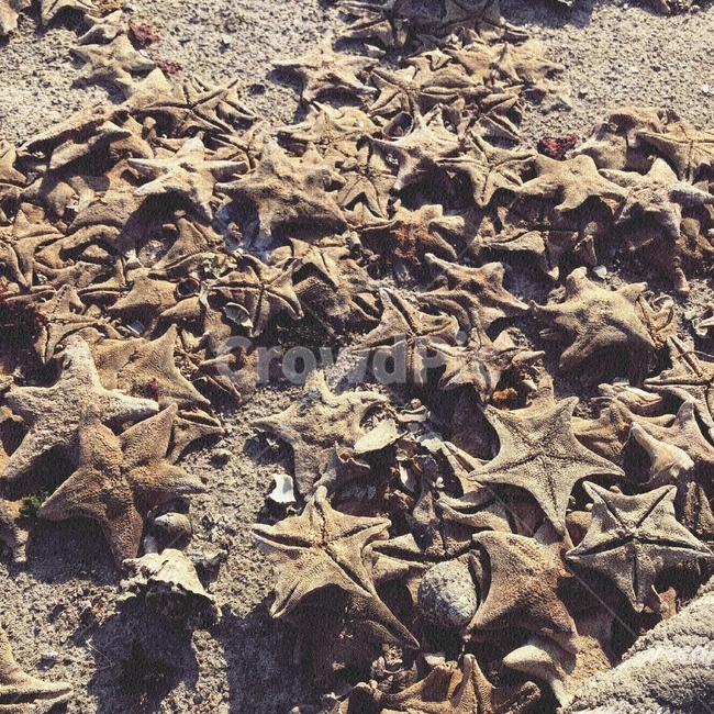 바다,별가사리,별,풍경,자연,동물,해변,바다,beach,sea