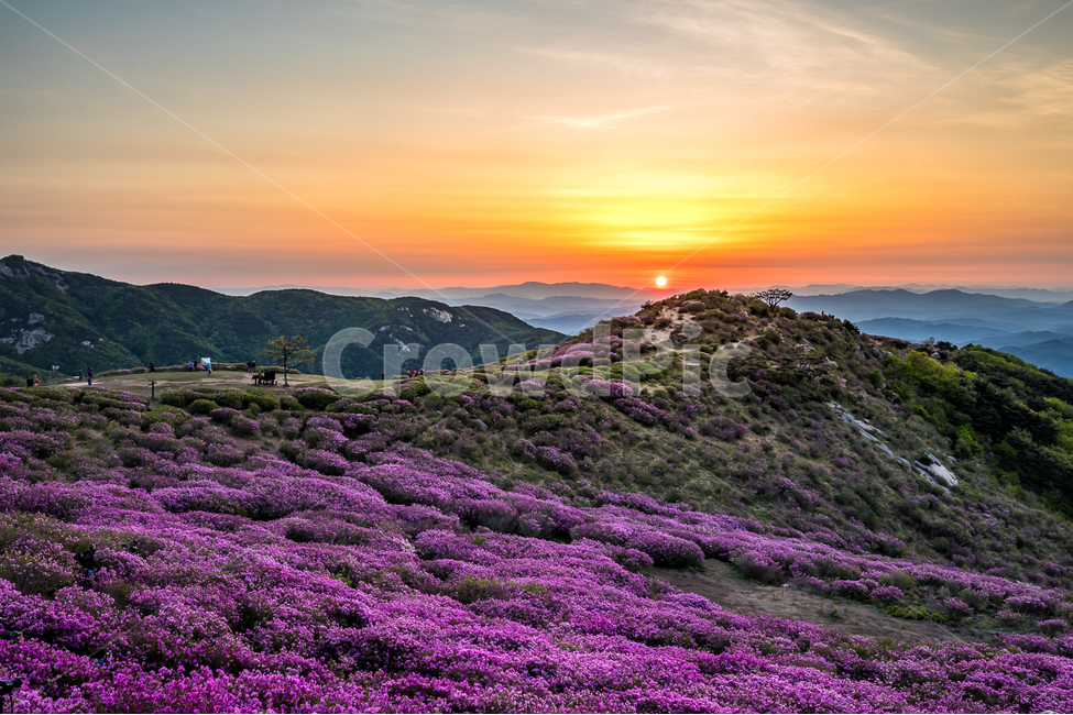 자연,풍경,일출,하늘,구름,태양,황매산,철쭉,철쭉축제,산,운해,nature,landscape,sunrise,sky,clouds,sun,봄,계절,spring,season,자연,풍경,nature,landscape,한국자연풍경,한국자연경관,korea nature landscape,outdoors,옥외