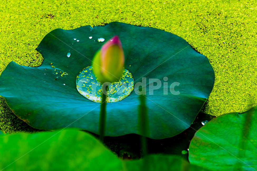 연잎,연꽃봉오리,문양,개구리밥,무늬,습지,식물,자연,plants,nature,꽃,flower