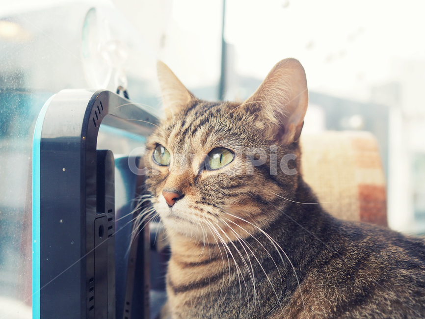 고양이,cat,동물,포유류,감성,코리안숏헤어,아련,귀여움,animal,동물,animal,포유류,mammal,고양이,cat,kitten,kitty