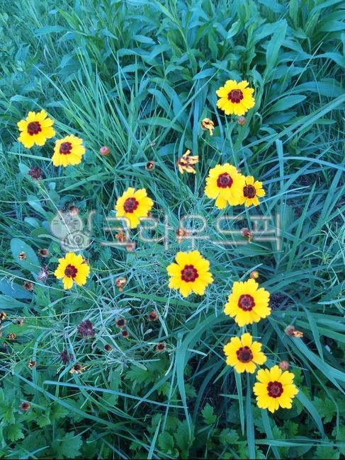 꽃,십자,여름,노란꽃,작은해바라기