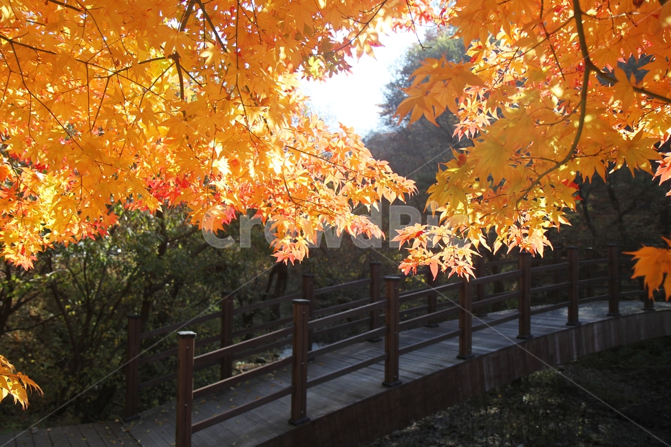 가을풍경,단풍나무,단풍나무와다리,단풍잎,감성사진,가을,계절,fall,autumn,season,식물,자연,plants,nature,leaf,잎,plant,tree,나무