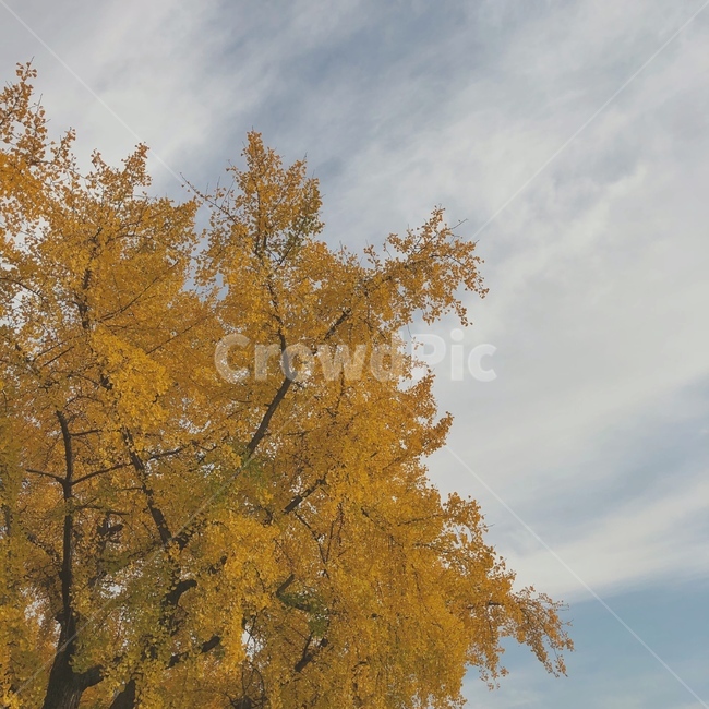 은행,은행나무,은행잎,가을,감성사진,나무,하늘,노랑,구름,가을,계절,fall,autumn,season,tree,plant,식물