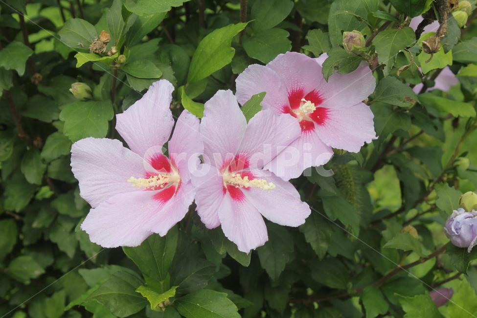 무궁화,세송이,식물,꽃,flower,plant,blossom,여러송이,식물,자연,plants,nature,꽃,flower