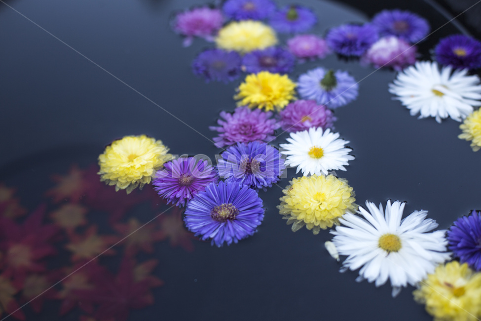 flower head,chrysanthemum flower,small country,yellow,flower,wildflowers,Chrysanthemum,background,plant,purple,small chrysanthemum,Maple