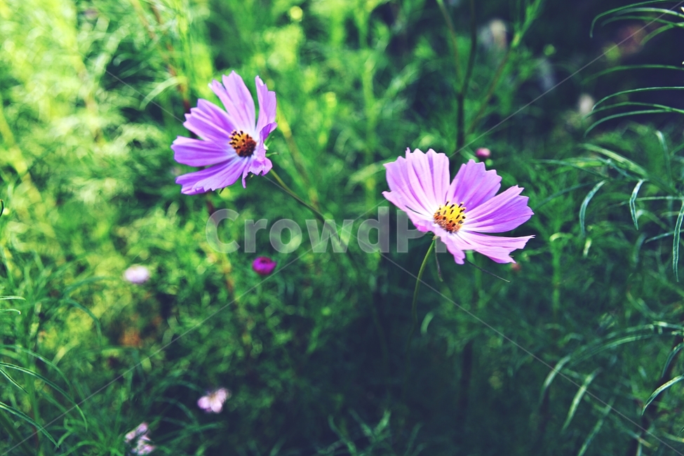 코스모스,꽃,꽃잎,식물,자연,공원,가을,가을꽃,가을,계절,fall,autumn,season,식물,자연,plants,nature,꽃,flower