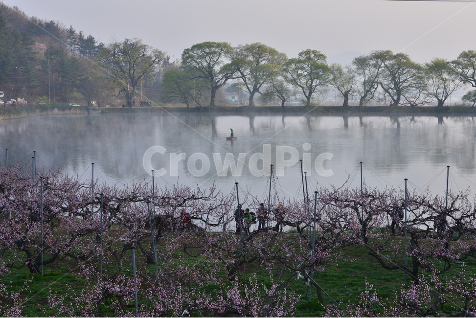 반곡지,경산,반영,복사꽃,저수지,풍경,물안개,자연,풍경,nature,landscape,한국자연풍경,한국자연경관,korea nature landscape,weather,날씨,outdoors,옥외