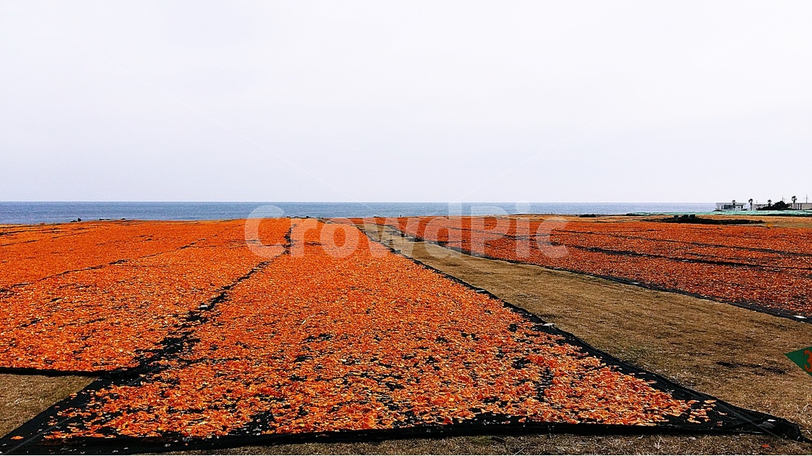 제주도,감귤,올레길,오름,감성,낭만,오렌지,주황색,바다,수평선,자연,풍경,nature,landscape,한국자연풍경,한국자연경관,korea nature landscape,제주도,jeju,jeju island,ground,바닥