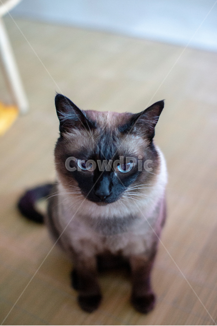 샴,동물,한마리,고양이,샴고양이,동물,animal,포유류,mammal,고양이,cat,kitten,kitty