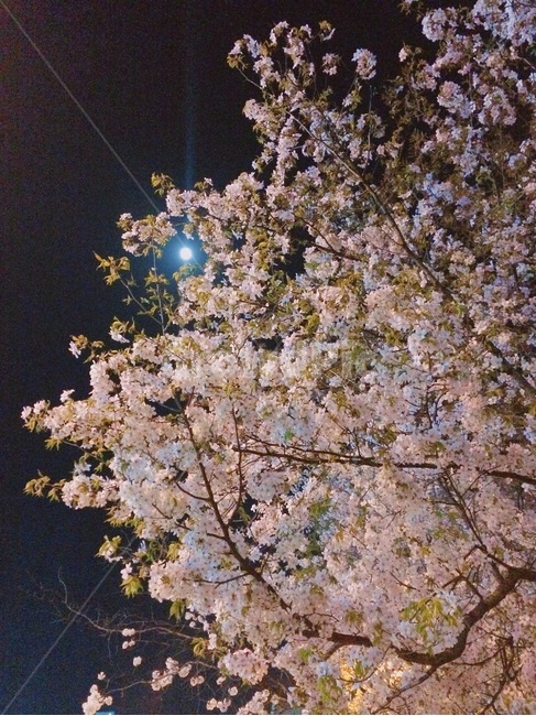 달,벚꽃,봄밤,봄,밤,cherryblossom,night,flower,spring