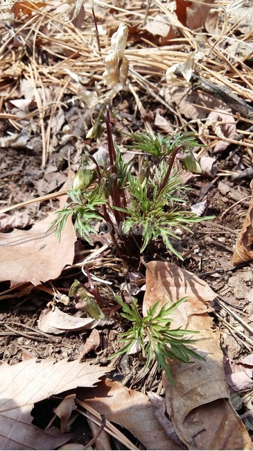남산제비꽃,제비꽃,남산,꽃,봄꽃,식물,자연,plants,nature