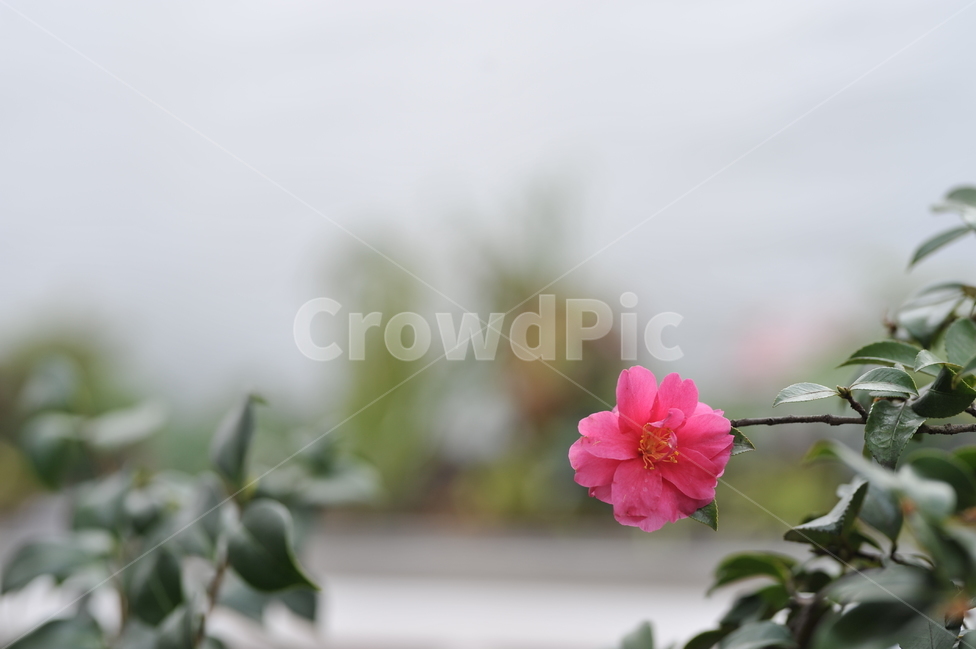 동백꽃,꽃,분홍동백,겨울꽃,제주,봄,겨울,자연,식물,자연,plants,nature,꽃,flower,감성,sensible,feeling