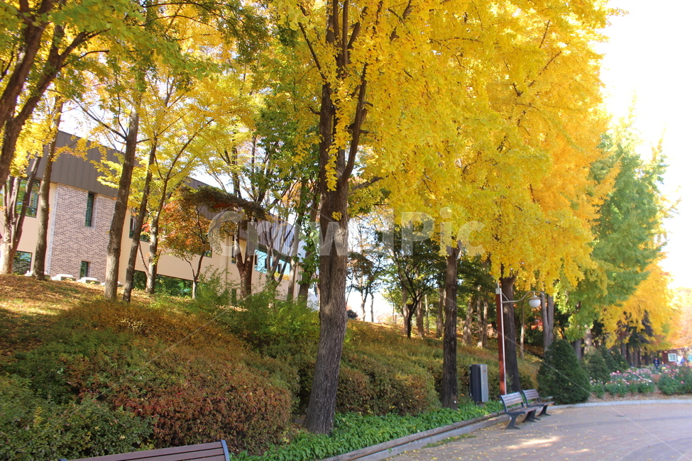 가을,노랑,은행나무,식물,나무,가을,계절,fall,autumn,season,tree,plant,furniture,가구,bench,벤치,tree trunk,나무 줄기