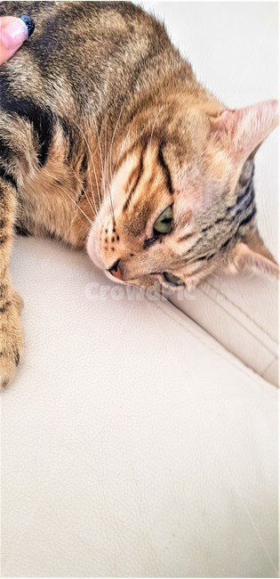 고양이,집고양이,얼굴,클로즈업,귀여운,편안한,휴식,cat,애완동물,pet,face,clouseupshot,cute,relex,rest,그루밍,동물,animal,포유류,mammal,고양이,cat,kitten,kitty
