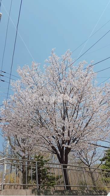 벚꽃,봄꽃,하늘,일상,봄