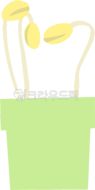 콩나물,식물,관찰일기,키우기,화분