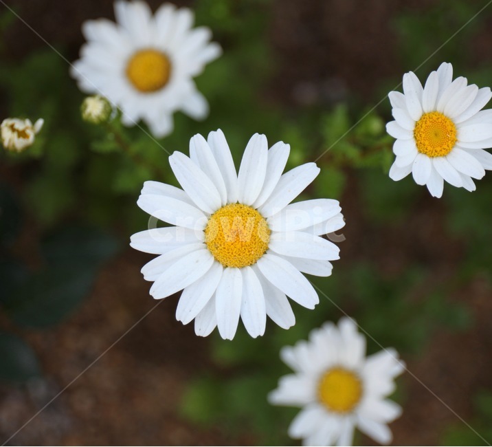꽃,화훼,플라워,flower,flowergarden