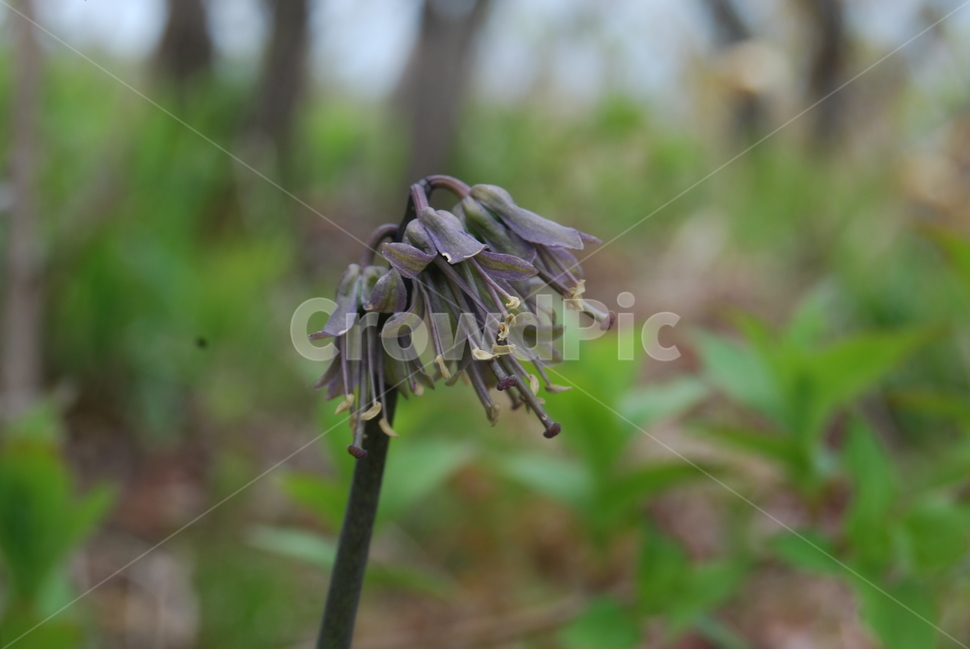 기백산,금원산,함양군,수목원,휴양림,식물,자연,plants,nature,꽃,flower