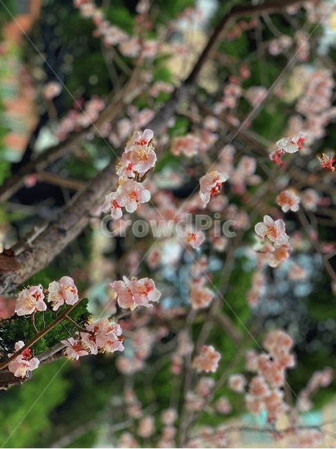 벚꽃,꽃,cherryblossom,봄,blossom