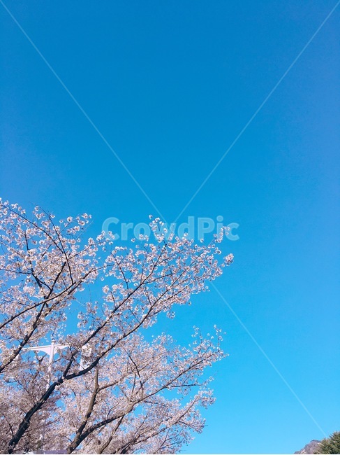 파란하늘,벚꽃,청량,맑음,봄