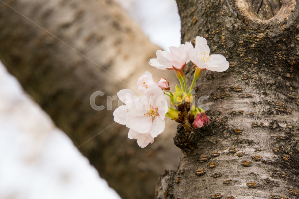 봄,벚꽃,나무,식물,자연,고귀함,아름다움,울산,무거천,봄,계절,spring,season,식물,자연,plants,nature,꽃,flower,plant
