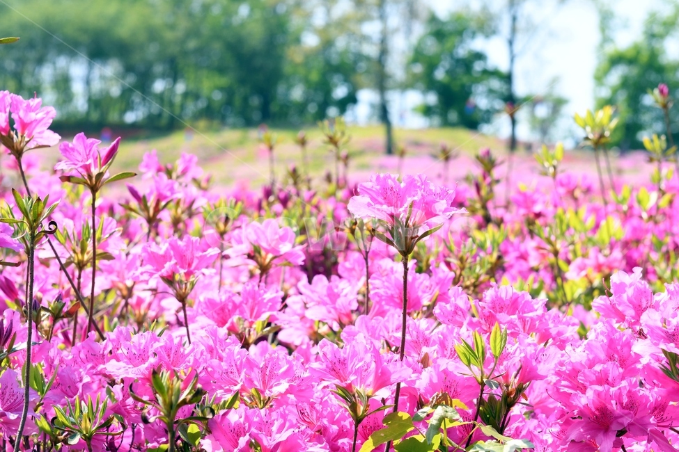 철쭉,철쭉동산,꽃,철쭉꽃,철쭉축제,군포,봄,봄,계절,spring,season,식물,자연,plants,nature,꽃,flower,blossom,geranium,제라늄,plant