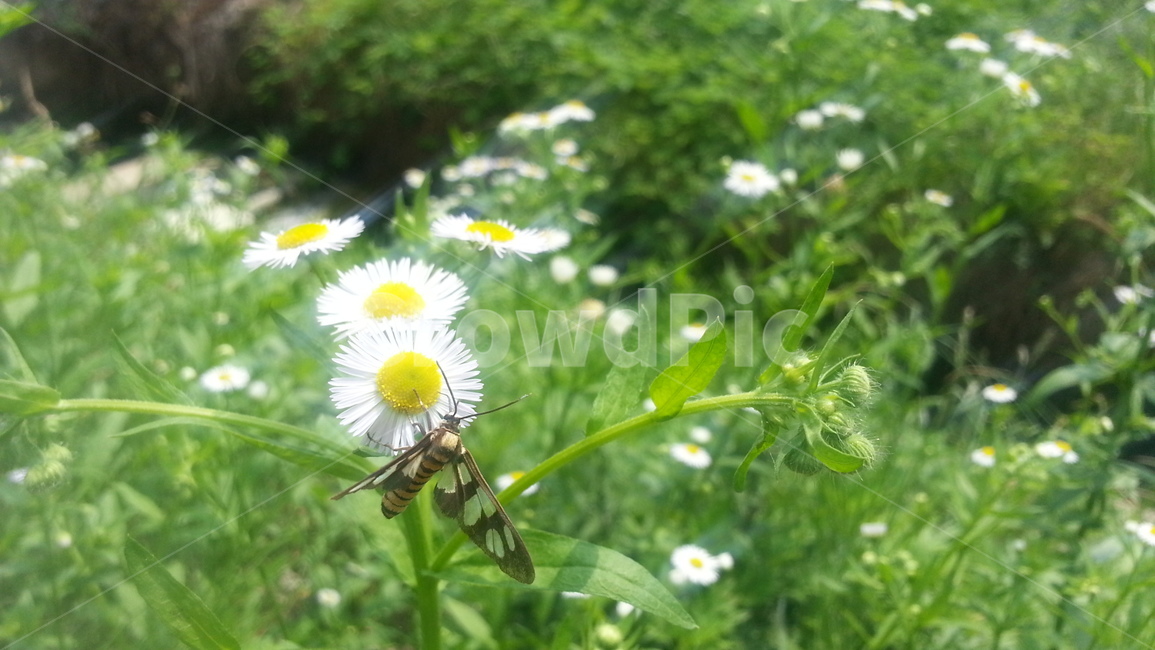 계란꽃,5월,들풀,꽃,나비,야생화,숲,풀,낮,오후,자연