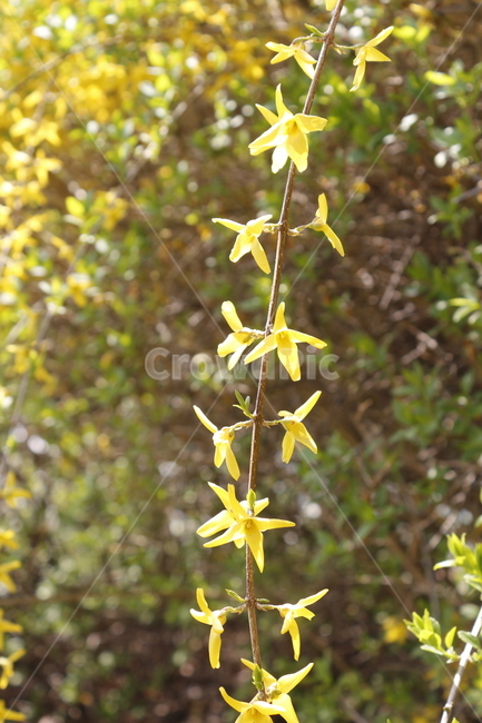 꽃,노랑,yellow,노라꽃,개나리