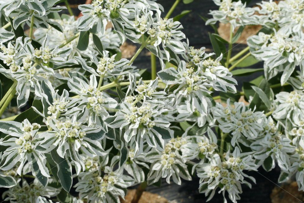 설악초,식물,꽃,여름,풀,식물,자연,plants,nature,꽃,flower